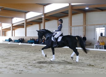 Koń meklemburski, Klacz, 9 lat, 171 cm, Kara