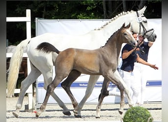 Koń meklemburski, Klacz, Źrebak (04/2024), 174 cm, Siwa jabłkowita