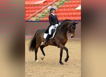 Koń meklemburski, Ogier, 10 lat, 169 cm, Gniada