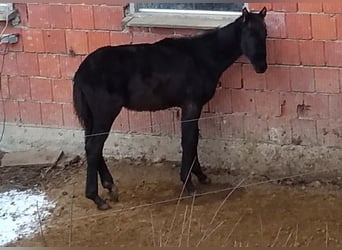 Koń meklemburski, Ogier, 1 Rok, 140 cm, Ciemnogniada