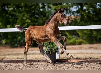 Koń meklemburski, Ogier, 1 Rok, Ciemnogniada