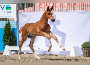Koń meklemburski, Ogier, 1 Rok, Kasztanowata