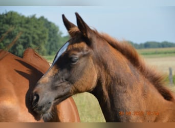 Koń meklemburski, Ogier, 1 Rok, Kasztanowata