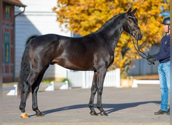 Koń meklemburski, Ogier, 2 lat, 162 cm, Skarogniada