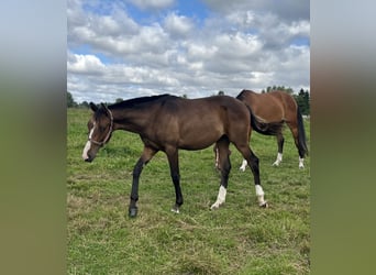 Koń meklemburski, Ogier, 2 lat, 165 cm