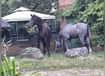 Koń meklemburski, Ogier, 2 lat, 170 cm, Skarogniada
