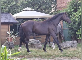 Koń meklemburski, Ogier, 2 lat, 170 cm, Skarogniada