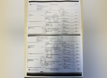 Koń meklemburski, Ogier, 2 lat, Skarogniada