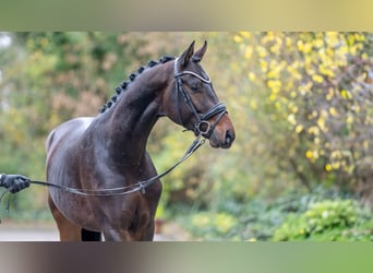 Koń meklemburski, Ogier, 3 lat, 165 cm, Ciemnogniada