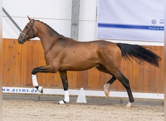 Koń meklemburski, Ogier, 3 lat, Gniada