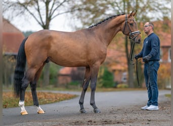 Koń meklemburski, Ogier, 3 lat, Gniada