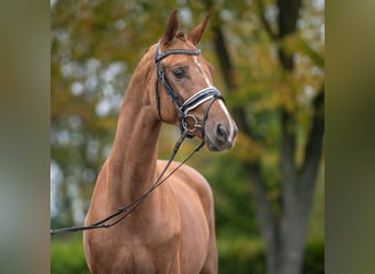 Koń meklemburski, Ogier, 3 lat, Kasztanowata