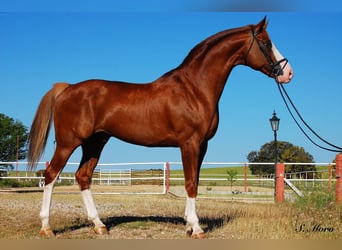 Koń meklemburski, Ogier, 16 lat, 179 cm, Cisawa