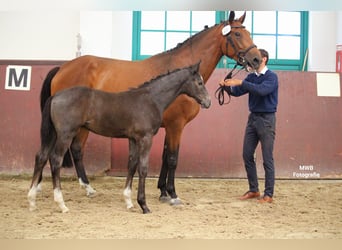 Koń meklemburski, Ogier, Źrebak (04/2024), 146 cm, Siwa