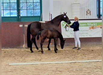 Koń meklemburski, Ogier, Źrebak (06/2024), Ciemnokasztanowata