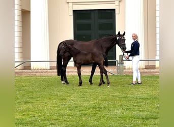 Koń meklemburski, Ogier, Źrebak (06/2024), Ciemnokasztanowata