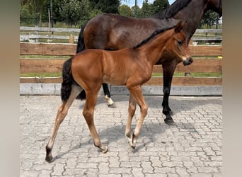 Koń meklemburski, Ogier, Źrebak (06/2024), Gniada