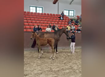 Koń meklemburski, Ogier, Źrebak (03/2025), Kasztanowata