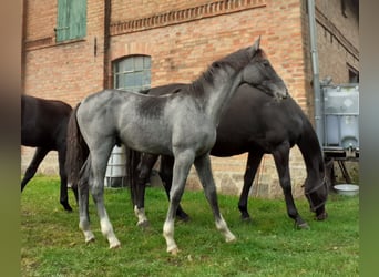 Koń meklemburski, Ogier, Źrebak (04/2024), Siwa