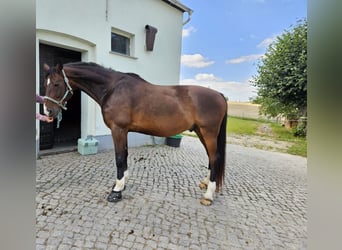 Koń meklemburski, Wałach, 14 lat, 169 cm, Ciemnogniada