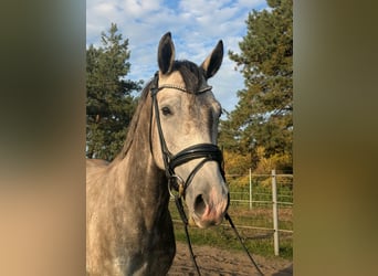 Koń meklemburski, Wałach, 4 lat, 162 cm, Siwa jabłkowita