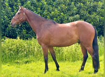 Koń meklemburski, Wałach, 4 lat, 170 cm, Gniada