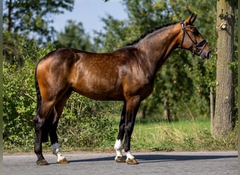 Koń meklemburski, Wałach, 5 lat, 166 cm, Ciemnogniada