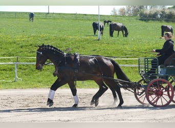 Koń meklemburski, Wałach, 5 lat, 169 cm, Skarogniada