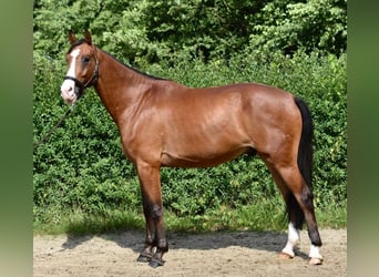 Koń meklemburski, Wałach, 5 lat, 170 cm, Gniada
