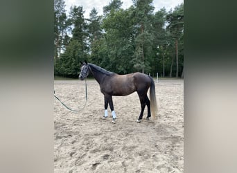 Koń meklemburski, Wałach, 6 lat, 167 cm, Siwa jabłkowita