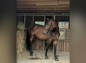 Koń meklemburski, Wałach, 6 lat, 174 cm, Ciemnogniada