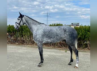 Koń meklemburski, Wałach, 6 lat, 174 cm, Siwa