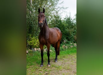 Koń meklemburski, Wałach, 6 lat, 178 cm, Gniada