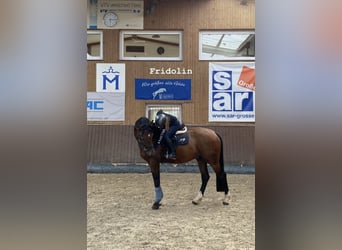 Koń meklemburski, Wałach, 7 lat, 173 cm, Ciemnogniada