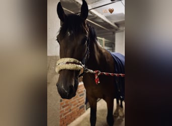 Koń meklemburski, Wałach, 7 lat, 173 cm, Ciemnogniada