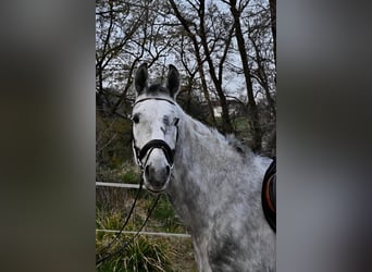 Koń meklemburski, Wałach, 7 lat, 173 cm, Siwa