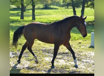 Koń meklemburski, Wałach, 7 lat, 174 cm, Ciemnogniada