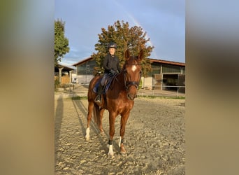 Koń meklemburski, Wałach, 8 lat, 168 cm, Kasztanowata