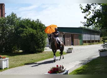 Koń meklemburski, Wałach, 8 lat