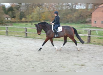 Koń meklemburski, Wałach, 10 lat, 170 cm, Ciemnogniada