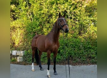 Koń meklemburski, Wałach, 12 lat, 163 cm