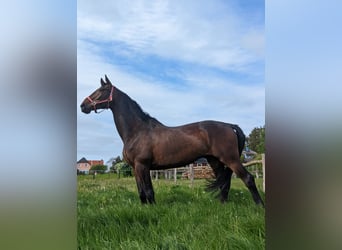 Koń meklemburski, Wałach, 14 lat, 170 cm, Ciemnogniada