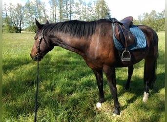 Koń meklemburski, Wałach, 15 lat, 175 cm, Gniada