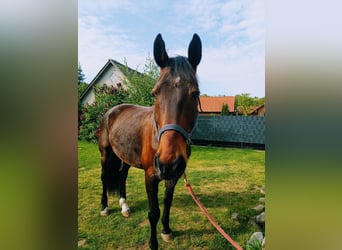 Koń meklemburski, Wałach, 15 lat, 175 cm, Gniada