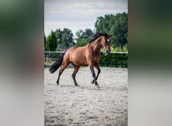 Koń meklemburski, Wałach, 16 lat, 168 cm, Gniada