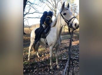 Koń meklemburski, Wałach, 16 lat, 175 cm, Siwa