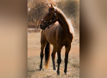Koń meklemburski, Wałach, 17 lat, 172 cm, Gniada