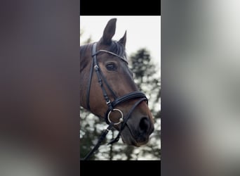 Koń meklemburski, Wałach, 19 lat, 173 cm