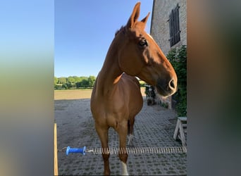 Koń meklemburski, Wałach, 21 lat, 175 cm, Kasztanowata