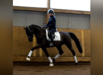 Koń meklemburski, Wałach, 3 lat, 163 cm, Kara